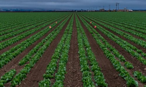 Agribusiness Establishment & Management